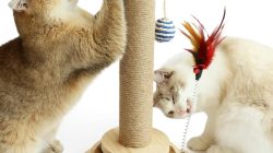 Scratching post for cats essential for feline joy