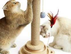 Scratching post for cats essential for feline joy