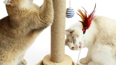 Scratching post for cats essential for feline joy Scratching post for cats essential for feline joy
