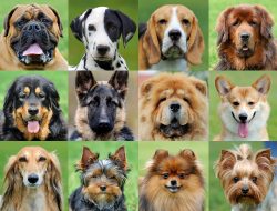 Dog collar sale – Unleash the best for your pup