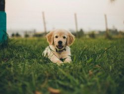 Pet Shampoo for Dogs Essential for Healthy Coats