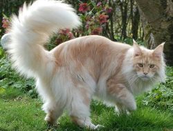 Cat Grooming Tools For A Happy Healthy Feline