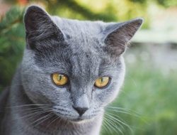 Pet treats online for todays pet-loving shoppers