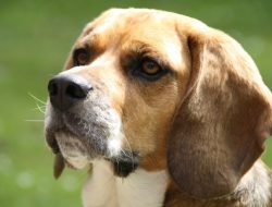 Pet vitamins and supplements for optimal pet health