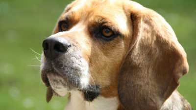 Pet vitamins and supplements for optimal pet health