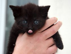 Kitten play toys for happy playful kittens