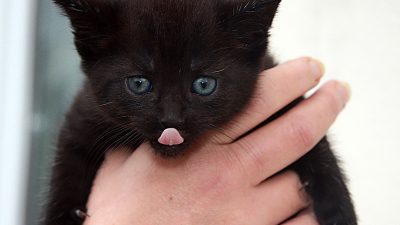 Kitten play toys for happy playful kittens Kitten play toys for happy playful kittens