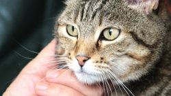 Pet Odor Eliminator Discover Effective Solutions