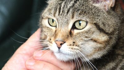 Pet Odor Eliminator Discover Effective Solutions