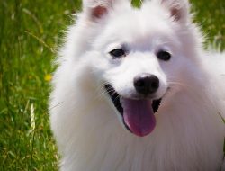 Pet conditioner for cats the ultimate grooming solution