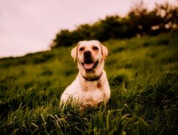 Pet Brush For Shedding The Ultimate Solution For Fur Control