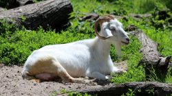 Pet-safe Cleaning Products For A Healthier Home