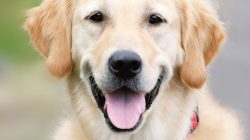 Dog Chew Toys Essential for Happy Healthy Pets