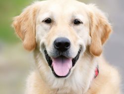 Dog Chew Toys Essential for Happy Healthy Pets