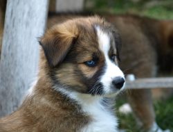 Puppy training treats for effective learning and fun