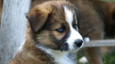 Puppy training treats for effective learning and fun Puppy training treats for effective learning and fun