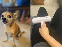 ChomChom Roller Reviewing the Viral Pet Hair Remover Tool Performance