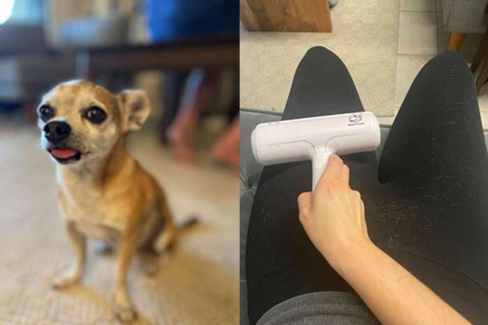 ChomChom Roller Reviewing the Viral Pet Hair Remover Tool Performance