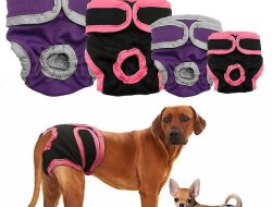 Simple Solution Fashion Print Diapers Reviewing Washable Female Dog Wraps
