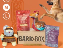 MabyBox Monthly Cat Subscription Testing Interactive Toys