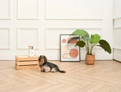 Furbo 360° Dog Camera Reviewing the Best Treat-Tossing AI Monitor