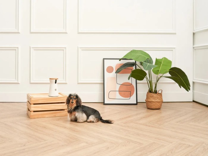 Furbo 360° Dog Camera Reviewing the Best Treat-Tossing AI Monitor