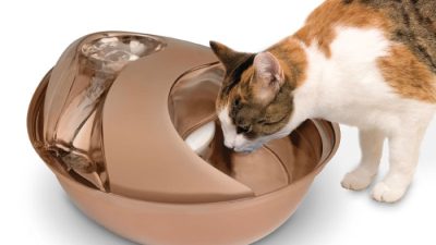 Pioneer Pet Raindrop Testing the Stainless Steel Circulating Water Fountain