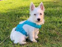 Puppia Soft Dog Harness A Review of the Iconic Breathable Mesh Design