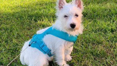 Puppia Soft Dog Harness A Review of the Iconic Breathable Mesh Design