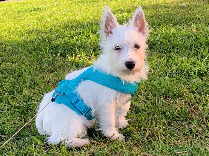 Puppia Soft Dog Harness A Review of the Iconic Breathable Mesh Design