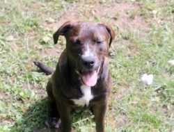 Wellness Core RawRev A Review of Grain-Free Kibble with Freeze-Dried Pieces