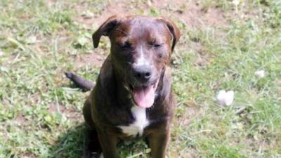 Wellness Core RawRev A Review of Grain-Free Kibble with Freeze-Dried Pieces