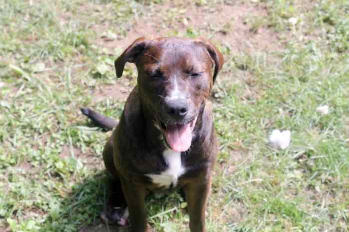 How to Unleash Your Dog's Raw Energy with Wellness® CORE™ RawRev ... Wellness Core RawRev: A Review of Grain-Free Kibble with Freeze-Dried Pieces