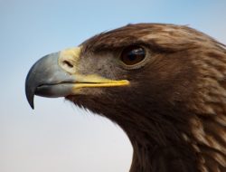 Eagle Creek Expanse Convertible Reviewing Wheel-to-Backpack Versatility