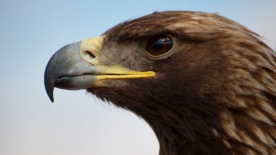 Eagle Creek Expanse Convertible Reviewing Wheel-to-Backpack Versatility