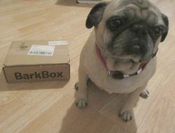 BarkBox Subscription Reviewing the Monthly Personalized Dog Toy Theme