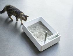 Tuft + Paw Cove A Review of the Designer Integrated Litter Box