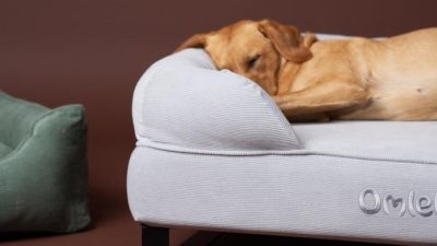 PetFusion Ultimate Dog Bed Reviewing the Orthopedic Memory Foam Support