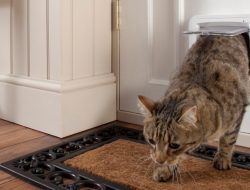 Microchip Pet Door – Home Access – SureFlap Unleashed