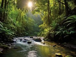 Sustainable Eco-Tourism – Costa Rica Rainforest – Intrepid Travel Awaits