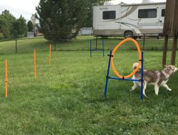 Dog Agility Kit – Training – Lord Anson Unleashed