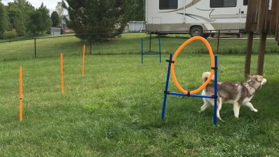 Dog Agility Kit – Training – Lord Anson Unleashed