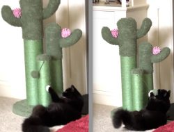 Catnip Spray – Behavioral Play – Kong for Feline Fun