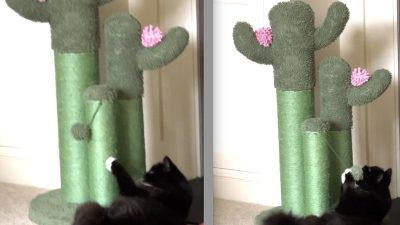 Catnip Spray – Behavioral Play – Kong for Feline Fun