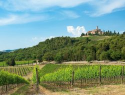 Vineyard & Wine Tour – Tuscany Italy – Banfi Experience
